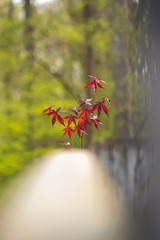Japanese maple 