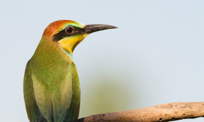 European bee eater, Merops apiaster, common bee-eater. Early sunny morning, the bird sits on an old dry branch. Young bird