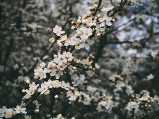Apricot tree flowers with soft focus. Spring white flowers on a tree branch. Apricot tree in bloom. Spring, seasons, white flowers of apricot tree close-up.