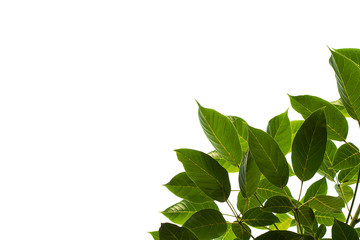 Light and dark leaves on a white background.