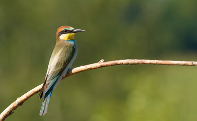 European bee eater, Merops apiaster, common bee-eater. Early sunny morning, the bird sits on an old dry branch. Young bird