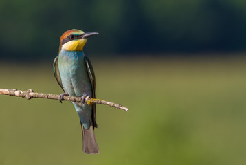 European bee eater, Merops apiaster, common bee-eater. Early sunny morning, the bird sits on an old dry branch. Young bird