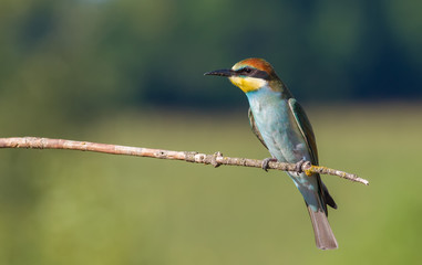 European bee eater, Merops apiaster, common bee-eater. Early sunny morning, the bird sits on an old dry branch. Young bird.