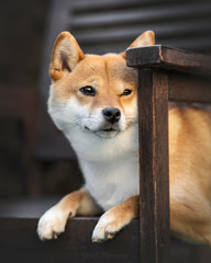 chien, shibainu, animal de compagnie, chiot, mignon, compagnon, compagnie, primitif, adorable, fourrure, poils, domestique, animal, japonais, portrait, canin, poilu, lof, pedigree, pose, japon, nature