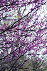 pink tree branches