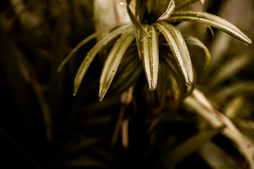 Tropical Palm leaves in the garden, Green leaves of tropical forest plant for nature pattern and background