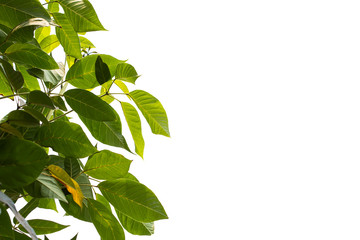 Light and dark leaves on a white background.