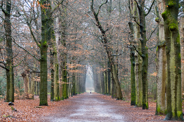 Romantic beech alley through the woods in autumn colors with a single wanderer in Amersfoort, Netherlands
