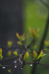 autumn leaves in the morning