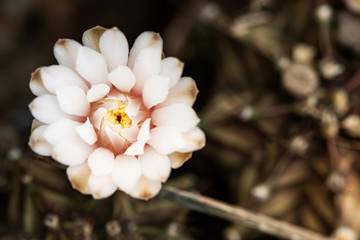 Fototapeta premium Beautiful pink cactus flowers in the garden.