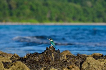 Kingfisher bird on the beach