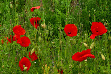 Red poppies in a green field