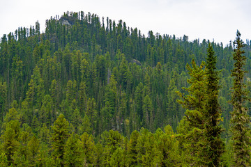 gentle hills covered with pines and firs on summer day, forest valley for traveling