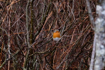 Shy robin in the highlands of Scotland