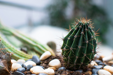 A small cactus with pebbles