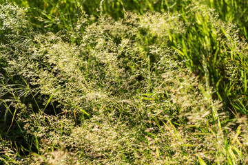 Abstract background with sun reflecting on the seeds of dry grasses
