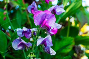 Closeup of blue and purple vetchling (lathyrus) flowers

