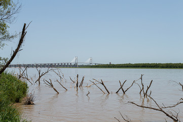 dead tree on the shore