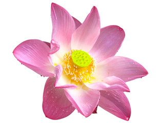 pink lotus flower isolated on white background 
