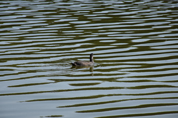 The duck leaves a mark on the surface of the water with small waves