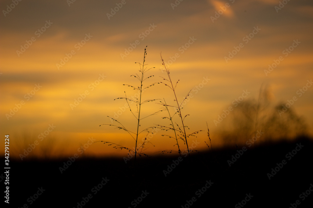 Wall mural sunset over the field