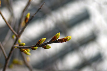 In the spring the branches of the trees budded