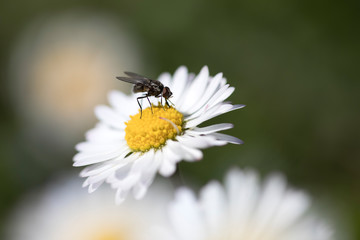 Diptera insect on daisy flower