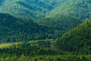 green carpet of coniferous forest as background