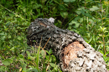 tronco caido en vegetacion verde