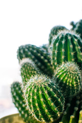 A close-up of a cactus bush on a white background
