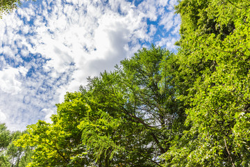 Fototapeta premium green tree crowns against a blue sky