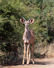 Fototapeta premium Young kudu bull staring at the camera in Marakele National Park, South Africa