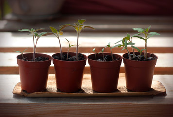 Young plant of tomatoes. Tomato seedlings in a small pot on wooden background.