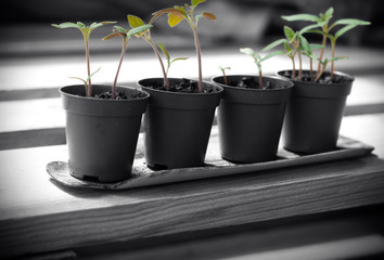Young plant of tomatoes. Tomato seedlings in a small pot. Black and white