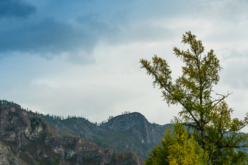 one coniferous tree on background of clouds, symbol of loneliness and fortitude