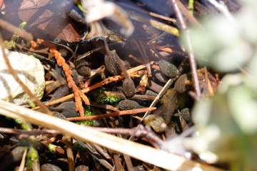 wilde lebende Kaulquappen in Teich 
