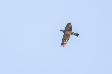 Pigeon ramier en vol