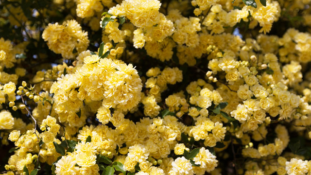 rosier jaune sans &eacute;pine