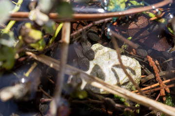 Kaulquappen auf weißem Stein in der Sonne