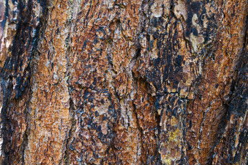 dry pine bark as background