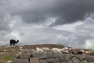 Peruvian Alpaca is eating grass on pasture