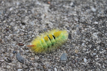 Chenille