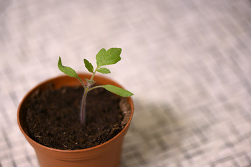 young seedling tomato plant in pot