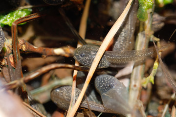 Kaulquappe in der Sonne unter Wasser