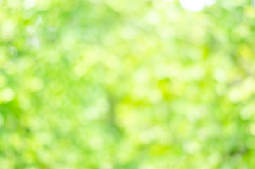 abstract bio green blur nature background trees lush foliage in the park at morning with sunlight.