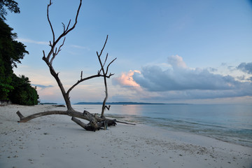 dead tree on the beach