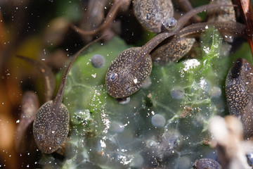 Kaulquappen unter Wasser an grünem Froschlaich in der Sonne