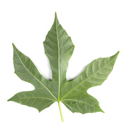 Fresh organic Chaya leaves isolated on white background