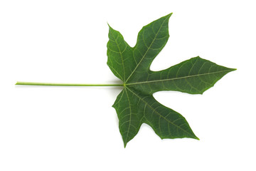 Fresh organic Chaya leaves isolated on white background