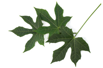 Fresh organic Chaya leaves isolated on white background